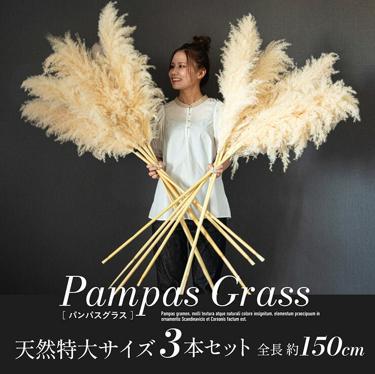 【ポイント10倍!今晩20時開始】ドライフラワー 天然 穂 インテリア スワッグ 花束 花材 観葉植物 リース ブーケ おしゃれ シンプル 北欧 韓国 ふわふわ リビング ダイニング 和室 玄関 PampasGrass(パンパスグラス) 特大サイズ 150cm 3本セット