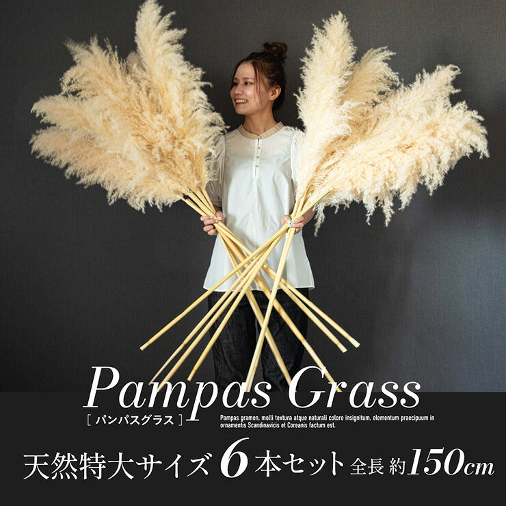 【ポイント10倍!今晩20時開始】ドライフラワー 天然 穂 インテリア スワッグ 花束 花材 観葉植物 リース ブーケ おしゃれ シンプル 北欧 韓国 ふわふわ リビング ダイニング 和室 玄関 PampasGrass(パンパスグラス) 特大サイズ 150cm 6本セット