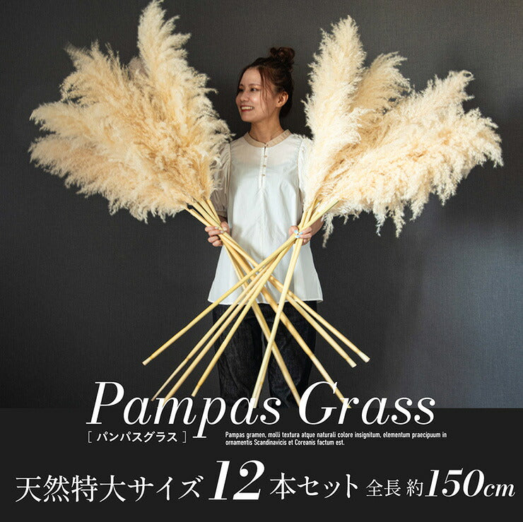 【ポイント10倍!今晩20時開始】ドライフラワー 天然 穂 インテリア スワッグ 花束 花材 観葉植物 リース ブーケ おしゃれ シンプル 北欧 韓国 ふわふわ リビング ダイニング 和室 玄関 PampasGrass(パンパスグラス) 特大サイズ 150cm 12本セット
